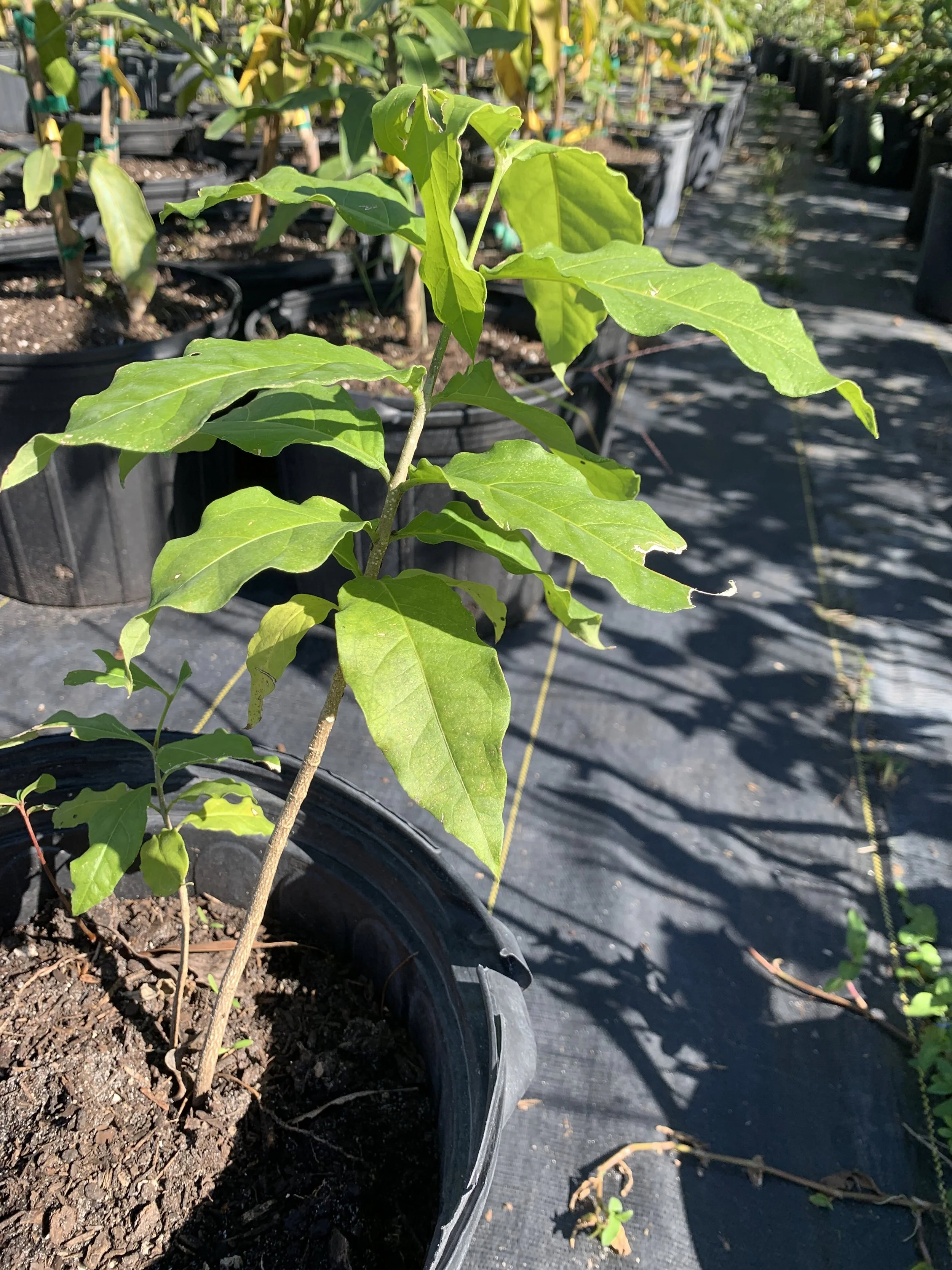 Peanut Butter Tree approx. 2' feet tall (FREE EXPEDITED SHIPPING