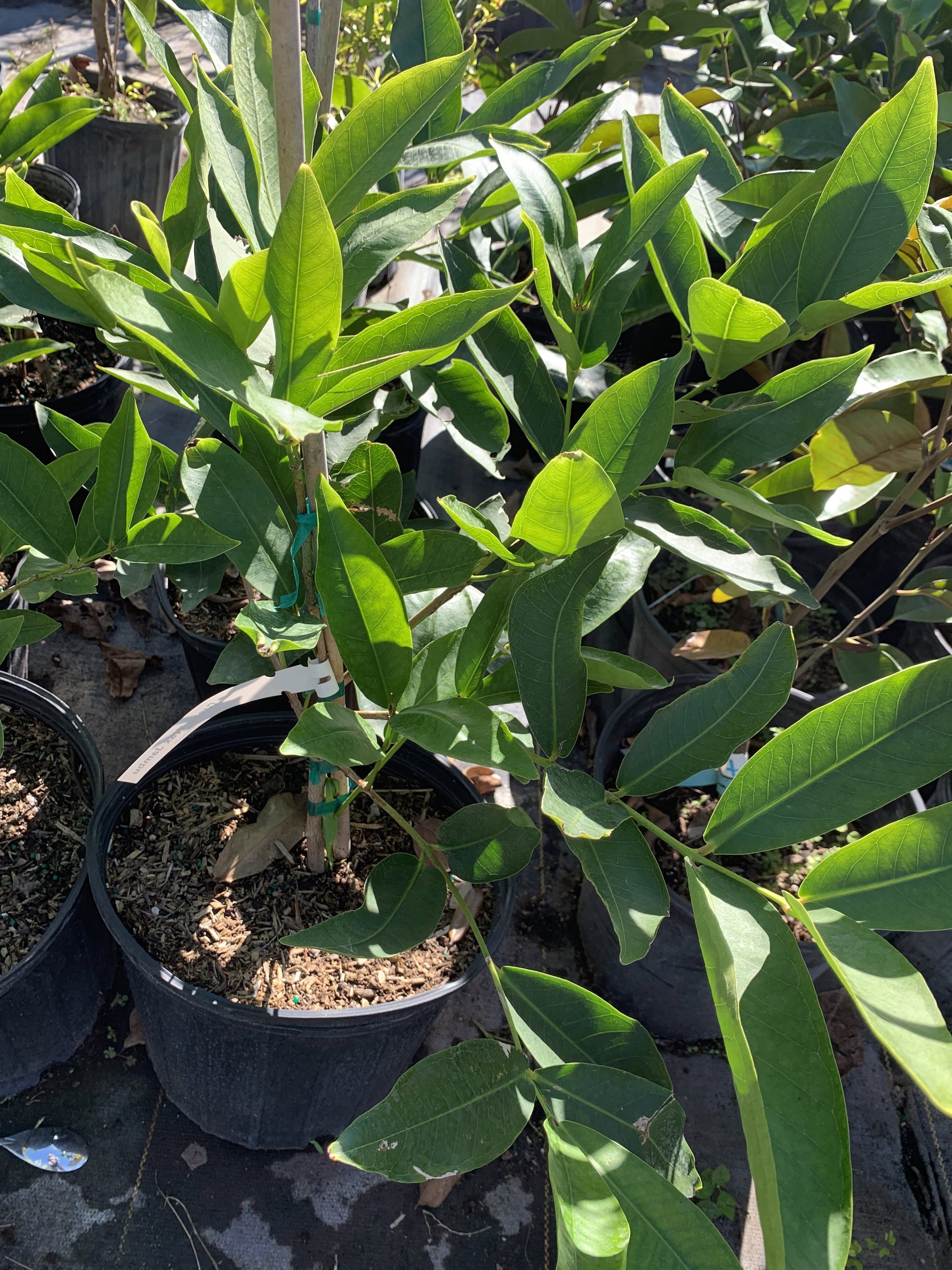Wax Jambu (Varieties) approx. 2'-3' feet tall (FREE EXPEDITED SHIPPING)