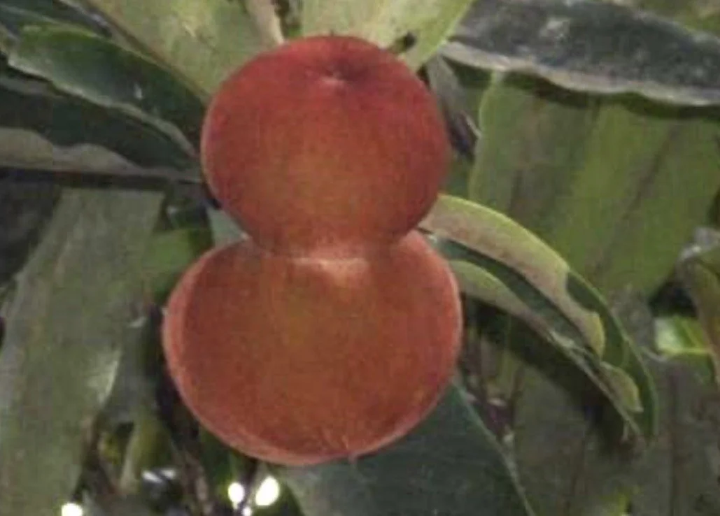 Grafted Mabolo (Diospyros blancoi) aka Velvet Apple fruit tree 2’-3’ feet
