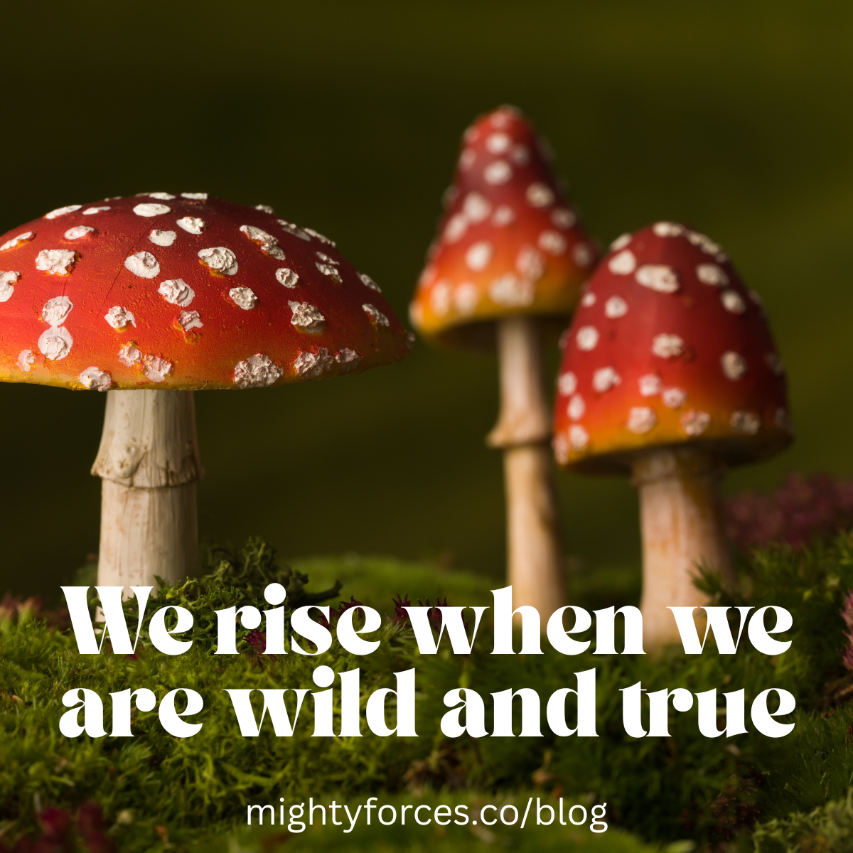 We rise when we are wild &amp; true