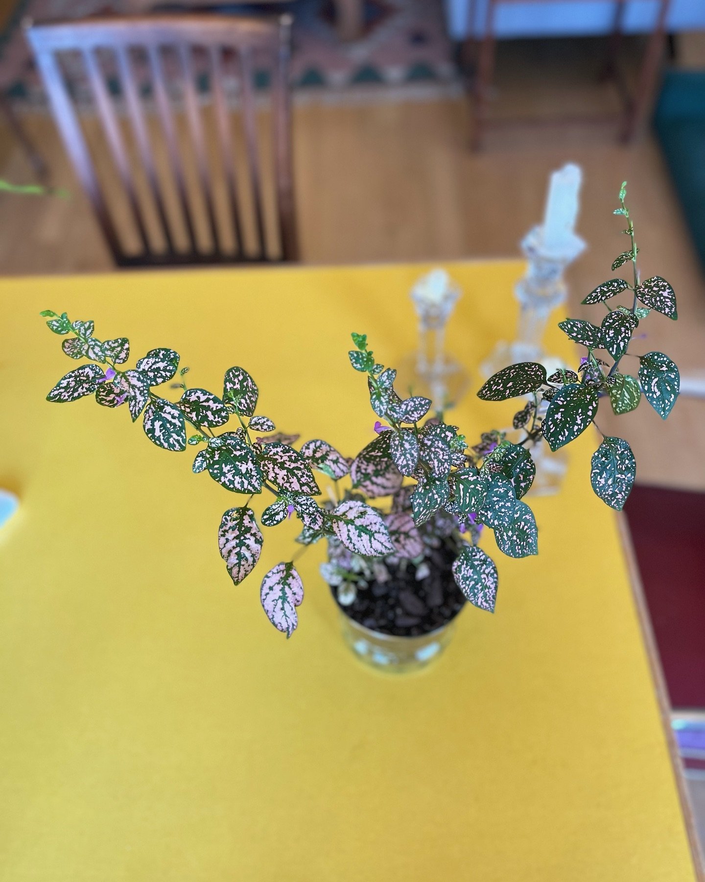 Pink Polka Dot plant styled in a self-watering vase for my client&rsquo;s bedside table. Can&rsquo;t wait to install it xoxo

#plantdesign #indoorplants #oakland #interiordesign