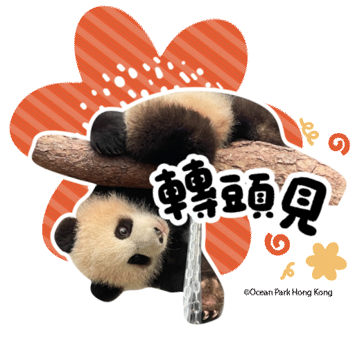 2025 Panda Whatsapp Sticker_轉頭見.gif
