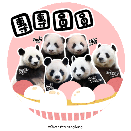 2025 Panda Whatsapp Sticker_團團圓圓.gif