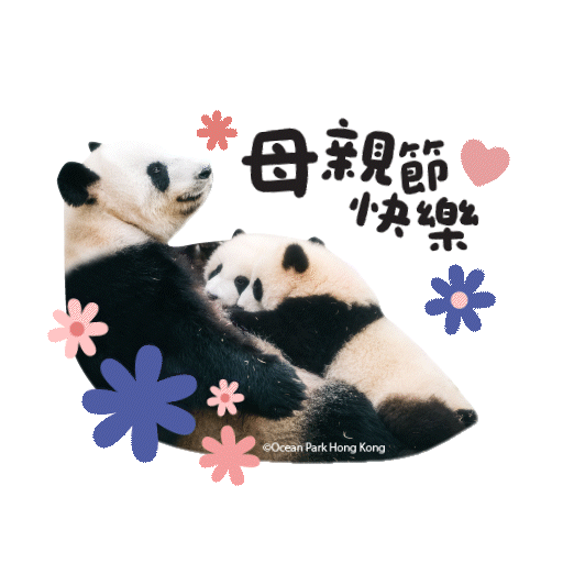 2025 Panda Whatsapp Sticker_HappyMothersDay.gif