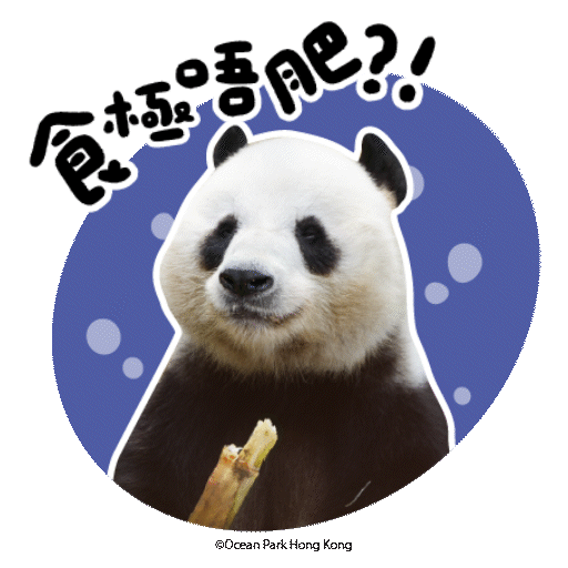 2025 Panda Whatsapp Sticker_食極唔肥.gif