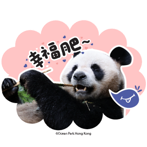 2025 Panda Whatsapp Sticker_幸福肥.gif