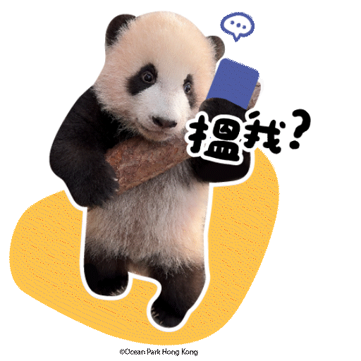 2025 Panda Whatsapp Sticker_搵我.gif