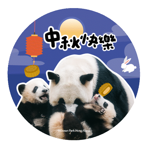 2025 Panda Whatsapp Sticker_MidAutumnFest.gif
