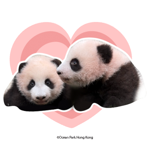2025 Panda Whatsapp Sticker_可愛滿分.gif