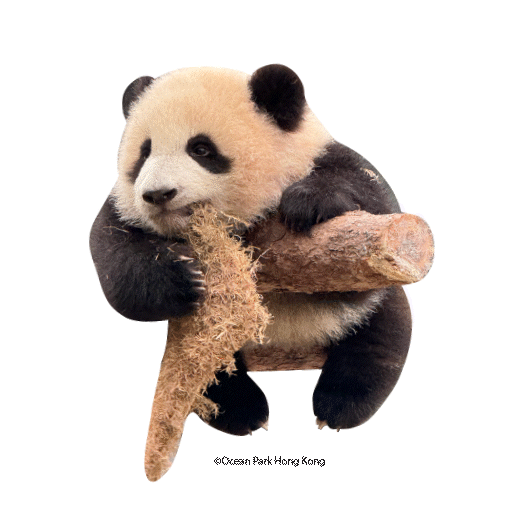 2025 Panda Whatsapp Sticker_Happy Holidays.gif
