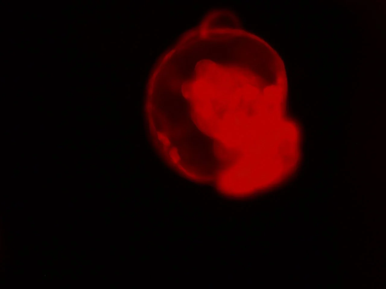 20230624_53LORLOAi9O_adCre_Infected_D14_10X_4rfp.JPG