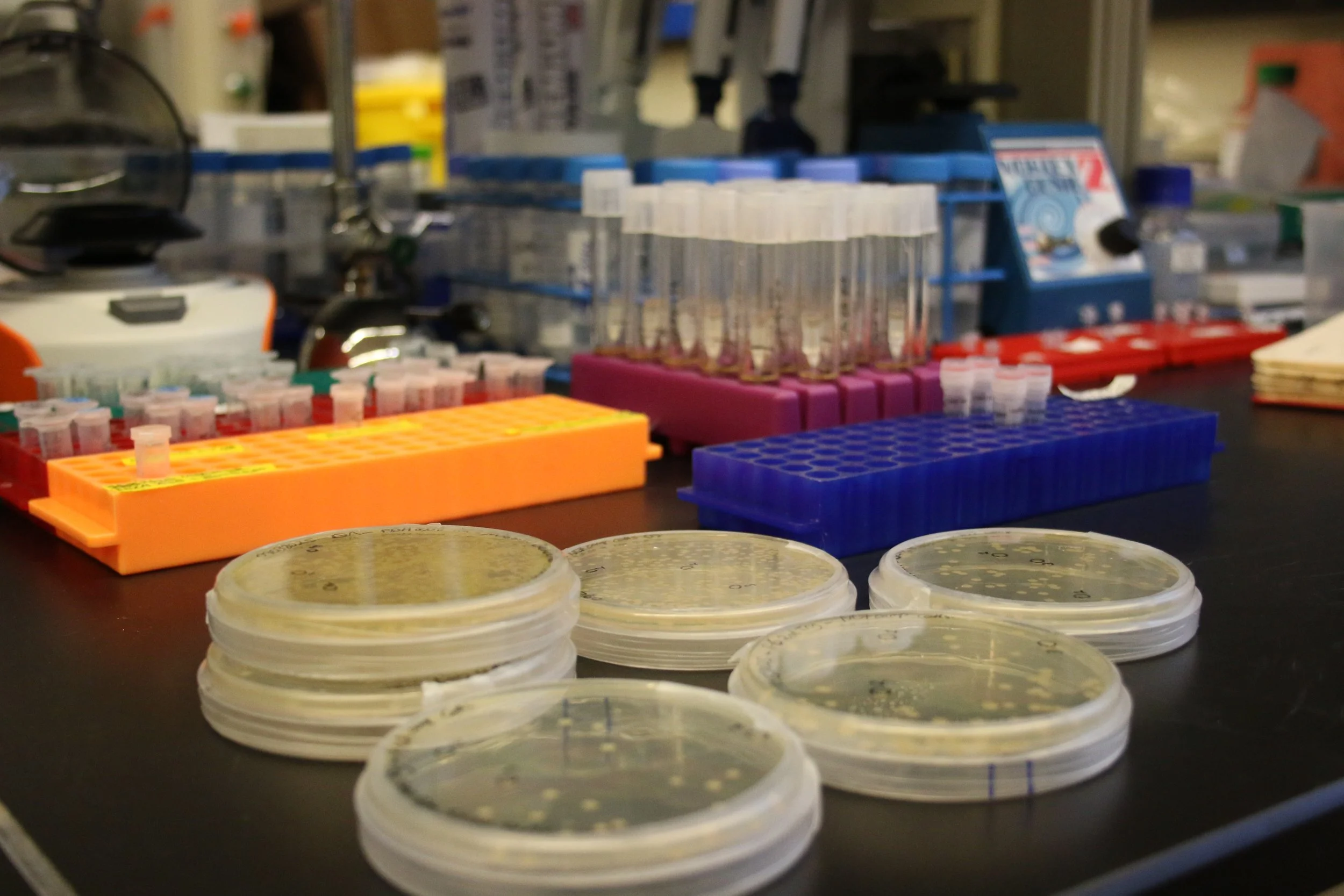 Bacteria or Batteries3.JPG