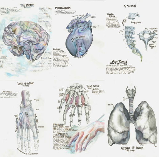Where Art Meets Anatomy: The Science of Medical Illustration
