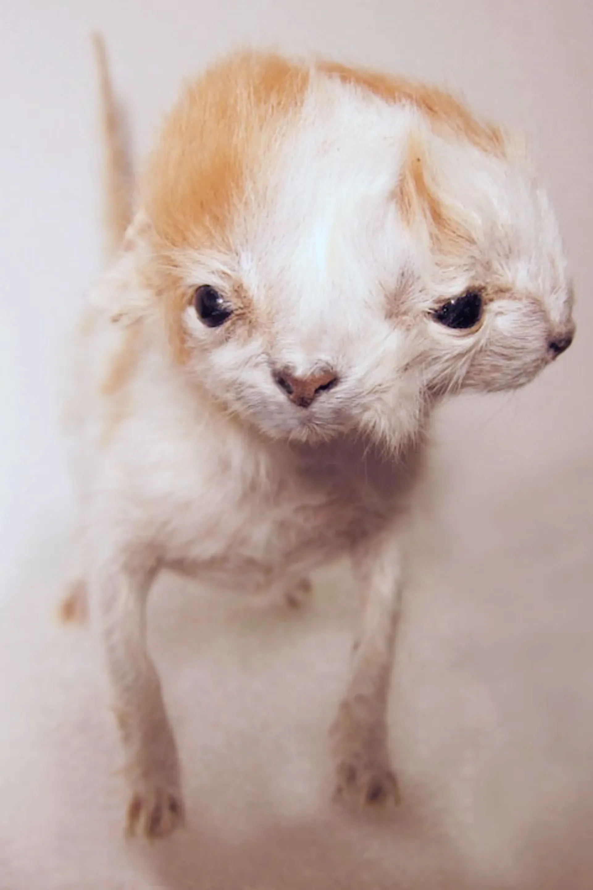 taxidermy art 2.webp