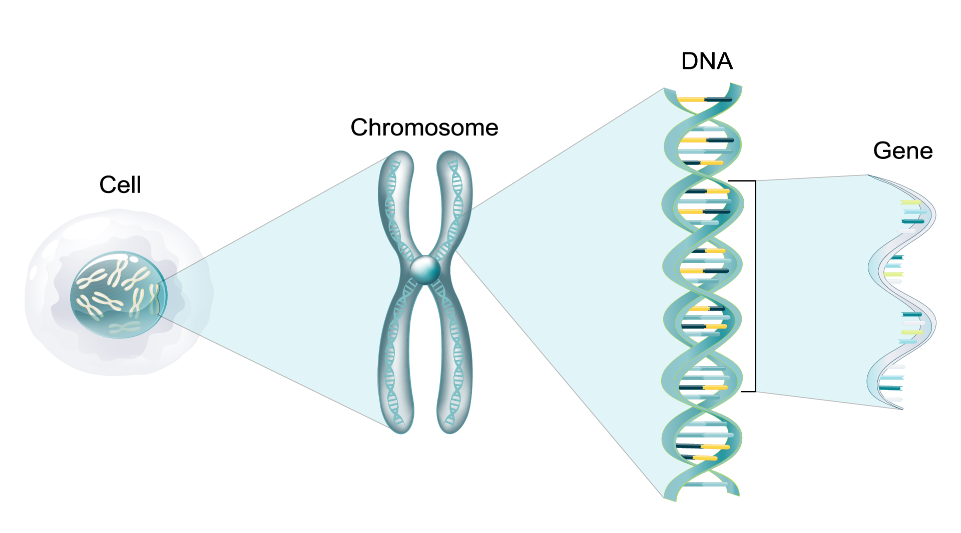 240819-how-DNA-methylation-affects-gene-expressionrathusha hailey.webp