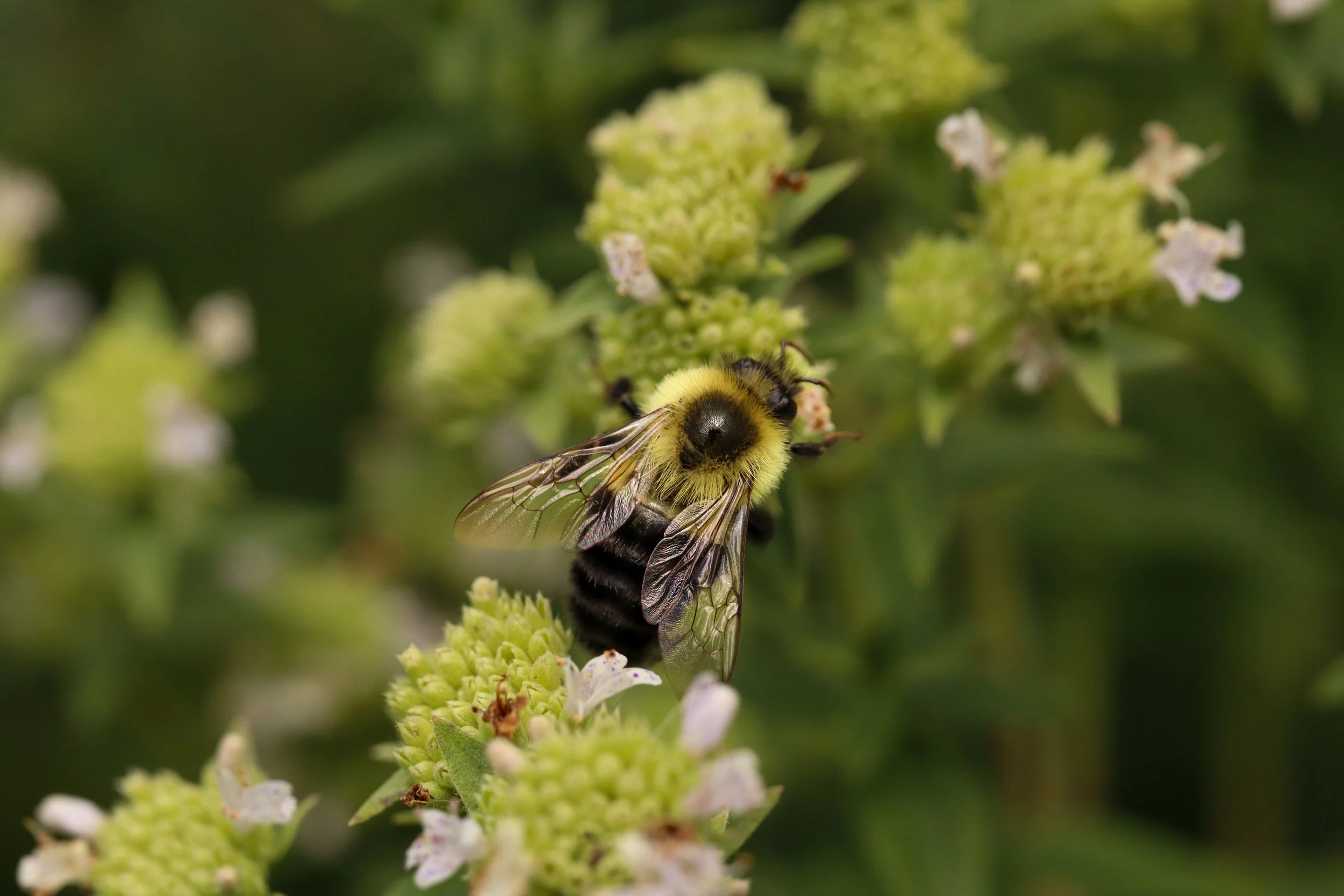 rena3.JPG