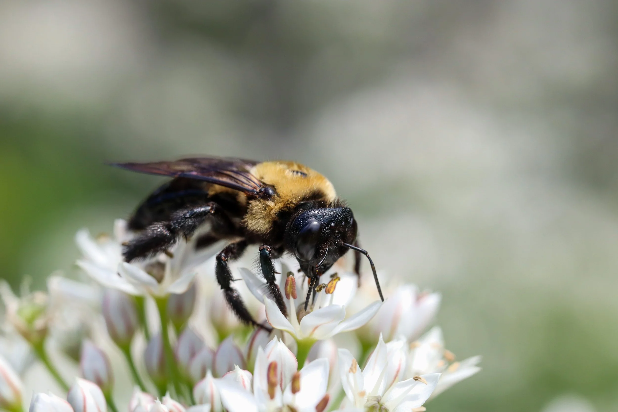 What Bees Reveal About Intelligence
