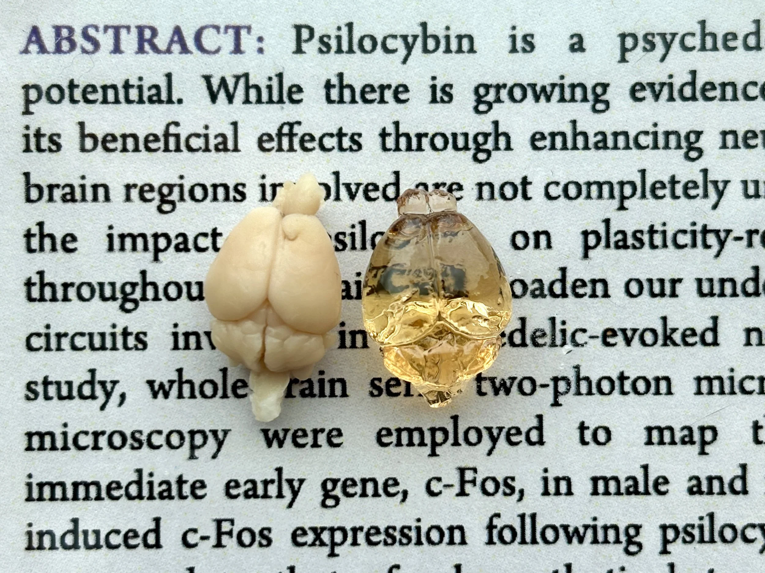 anthony7_from kwan.jpg