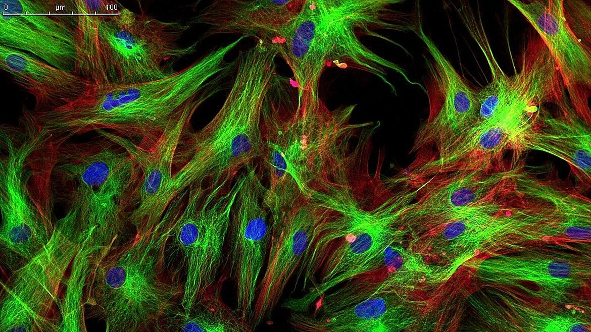 Framing Reality: The Art Behind Scientific Images