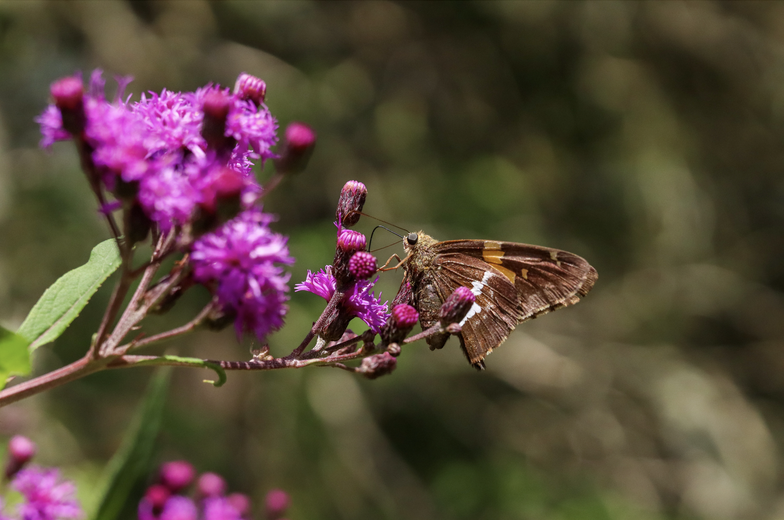 How Climate Change Alters Insect Behaviour and Increases Human Disease Risk: In conversation with Professor Courtney Murdock