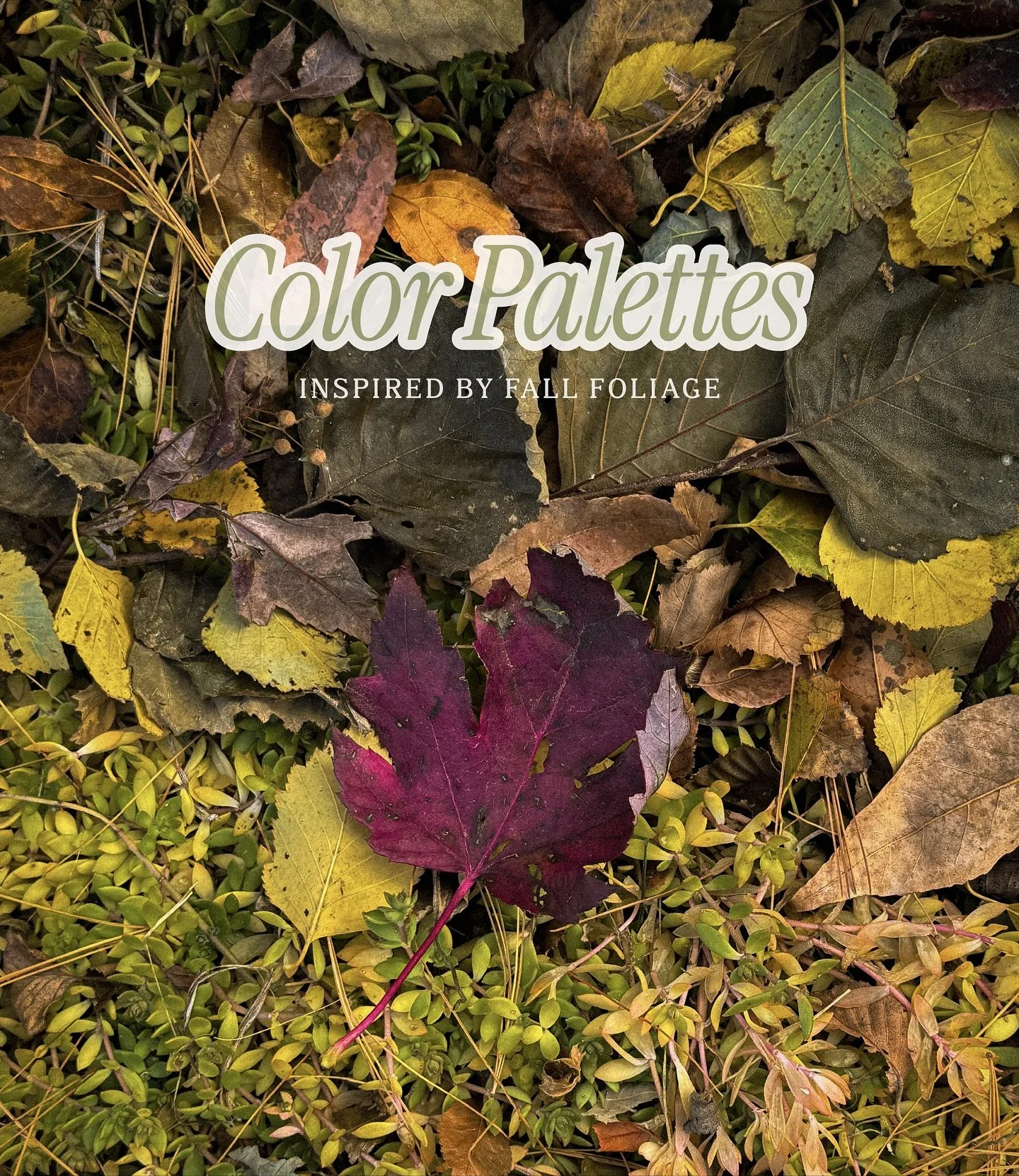 Happy November 🥀&nbsp;The fall colors are so stunning this time of year! I created a few color palettes inspired by my recent strolls around the neighborhood. Which palette is your fave??

#fallcolors #colorpalettes #branddesigner #fallvibes