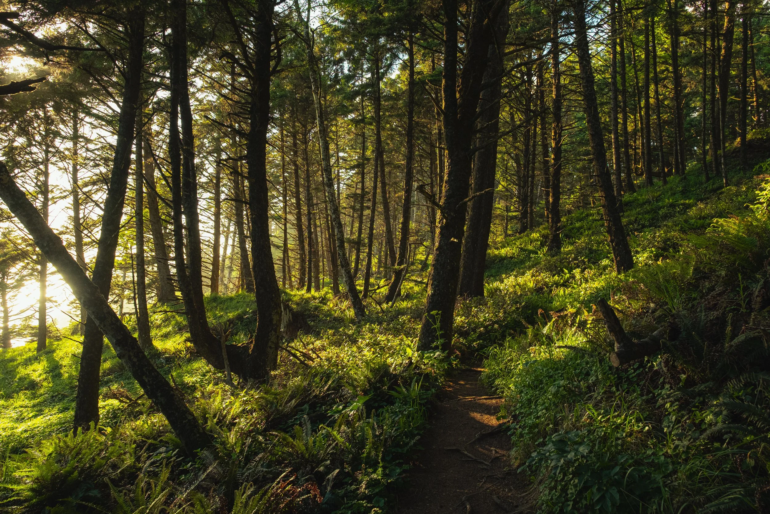 Sunlight filters through tall pine trees in a green forest with a narrow dirt trail winding through lush vegetation.