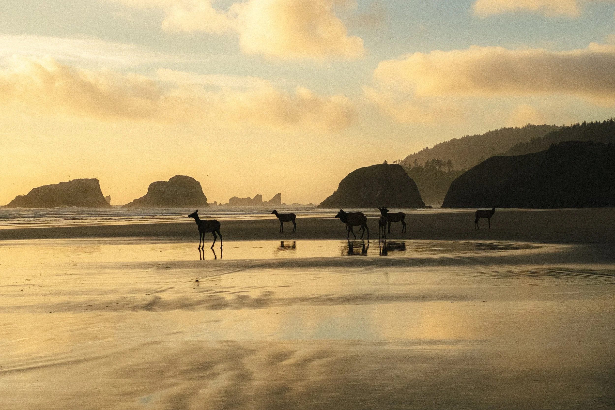 Seashore at sunset with five horses walking along the wet sand, large rocks and hills in the background, some clouds in the sky.