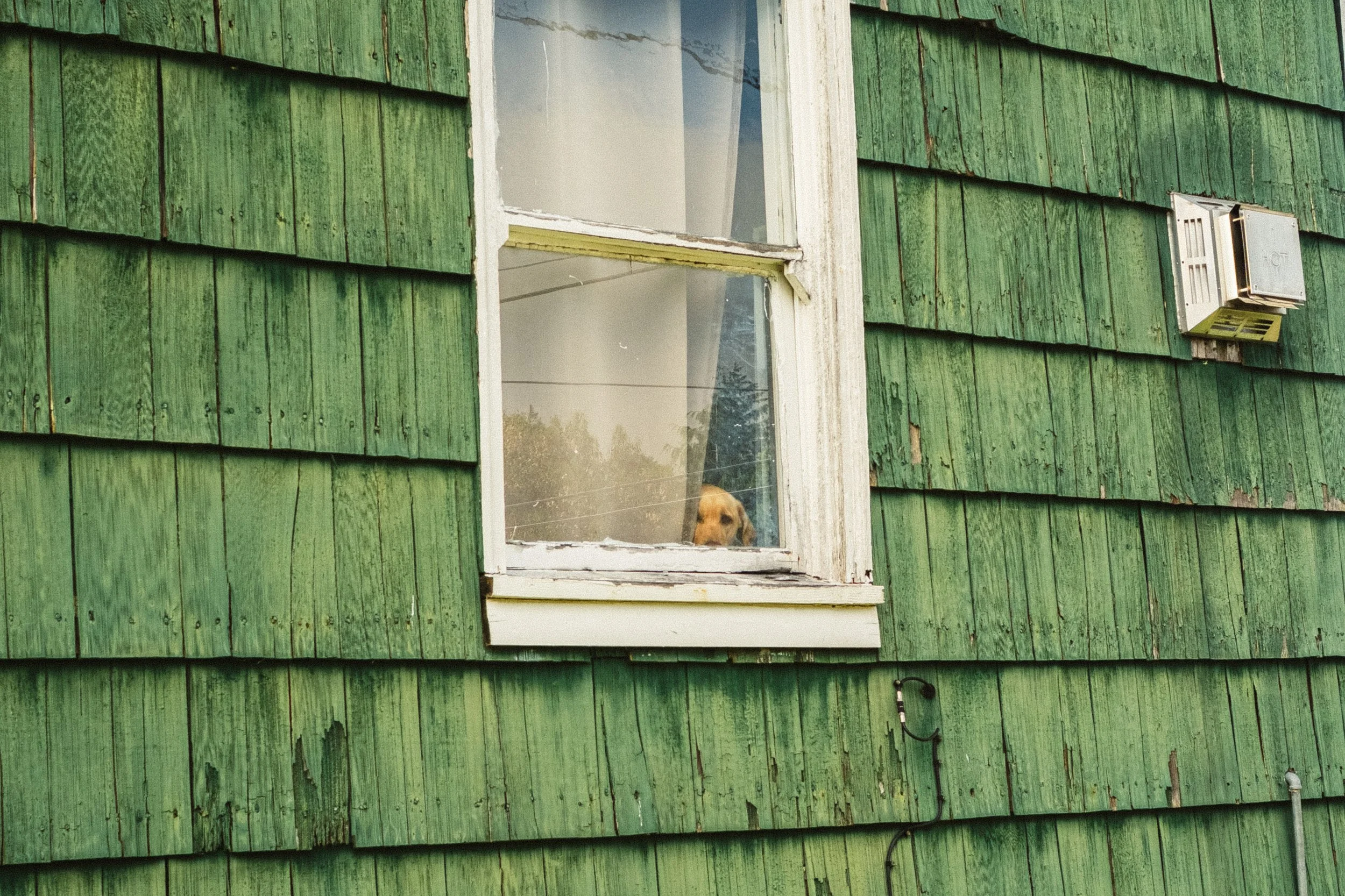 A green wooden house with peeling paint and a window in the center. A dog is looking out from behind the window.