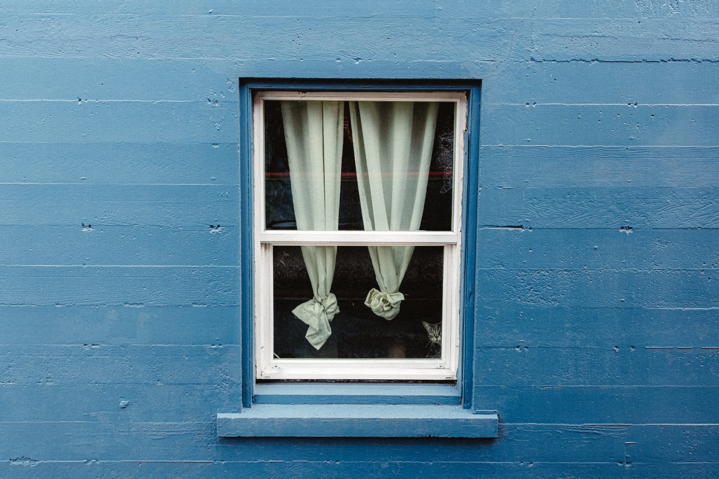 A blue wooden house exterior with a window. A cat is peeking out from behind the bottom of the curtain in the window.