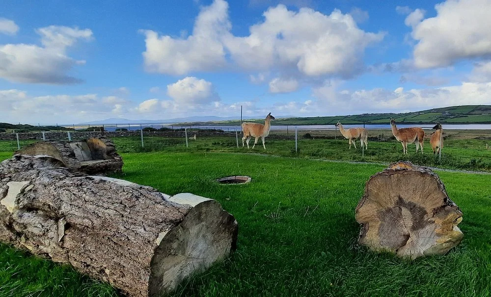 Cow Cuddles & Llama Treks