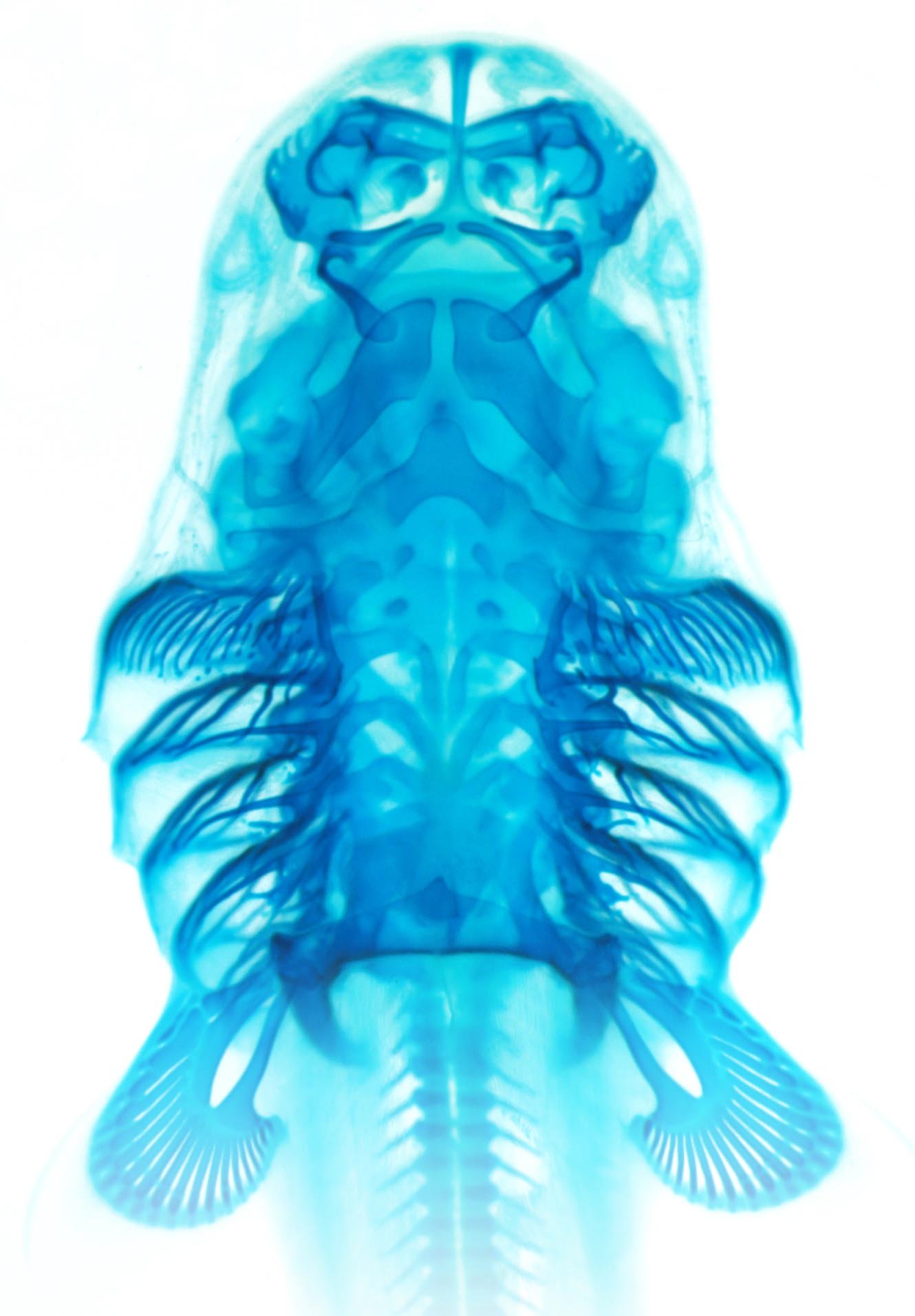 Patterning the vertebrate skeleton — The Gillis Lab