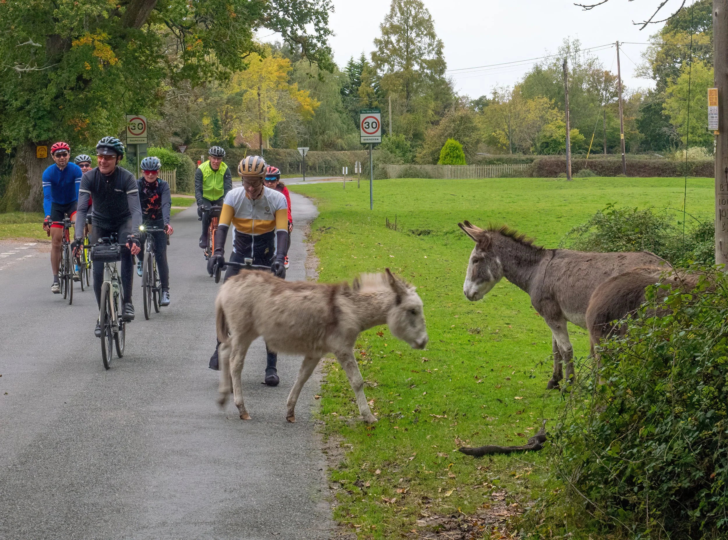 A group of cyclists riding on a paved path, with donkeys grazing on the grassy area to the right and a village speed limit sign indicating 30 km/h.