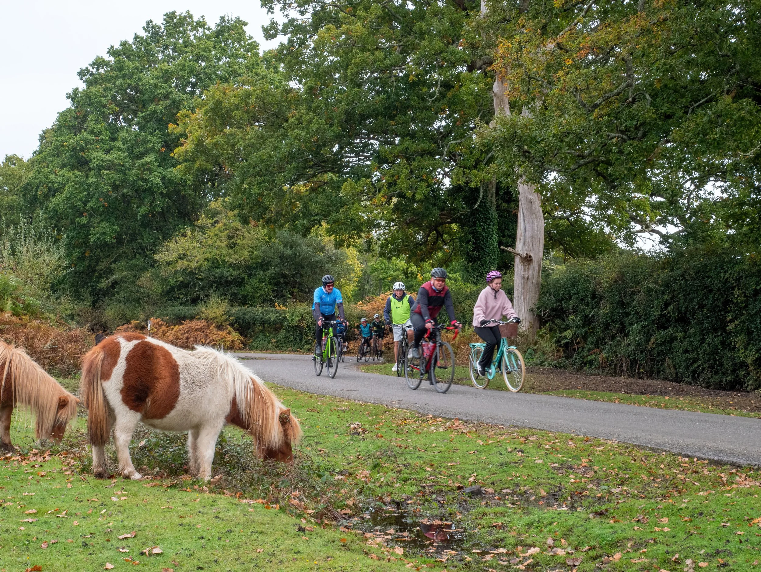 A group of people riding bicycles on a wooded trail, with a cow grazing nearby.