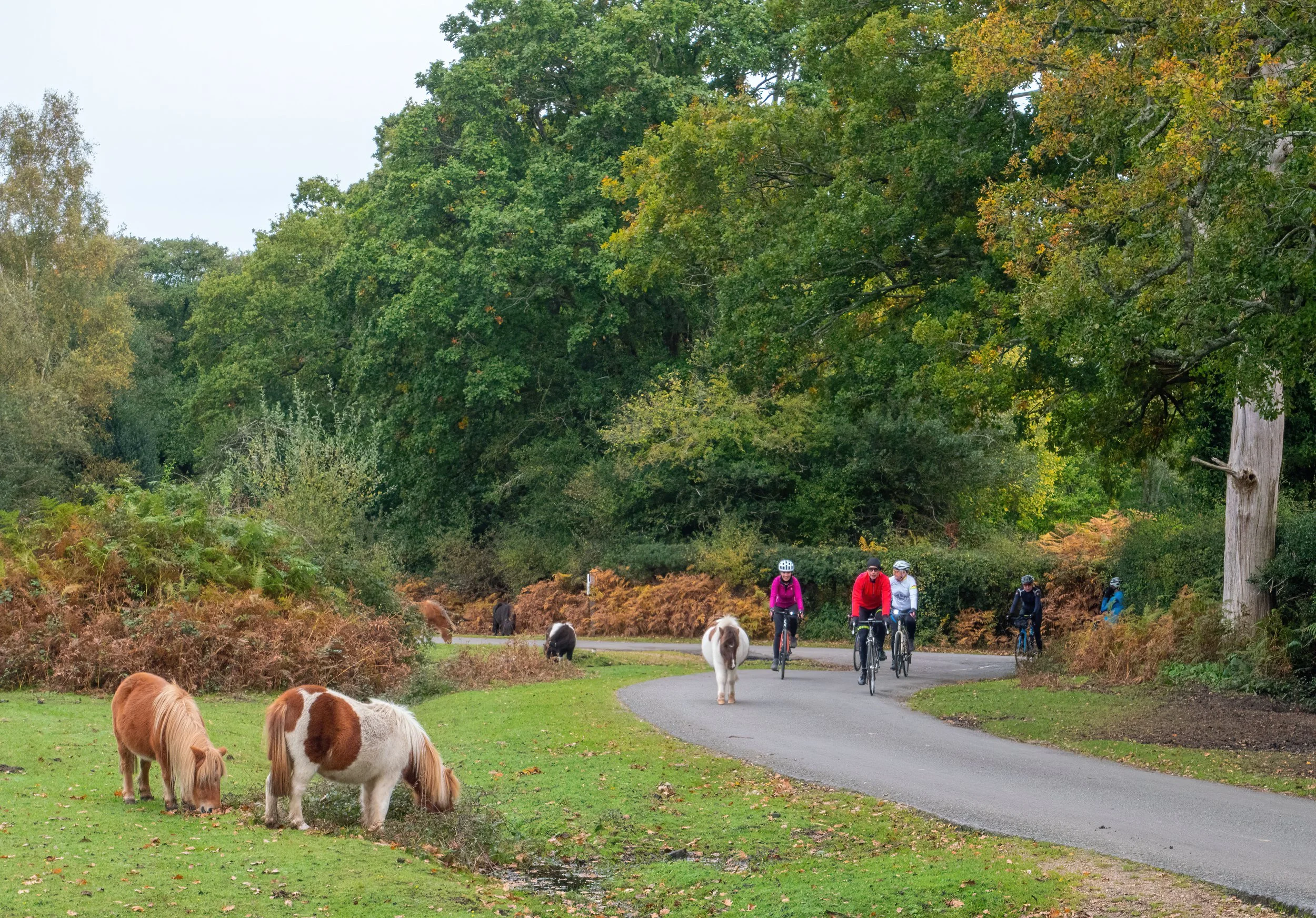 Cyclists riding on a paved path through a wooded park with grazing ponies, tall trees with green leaves, and a cloudy sky.