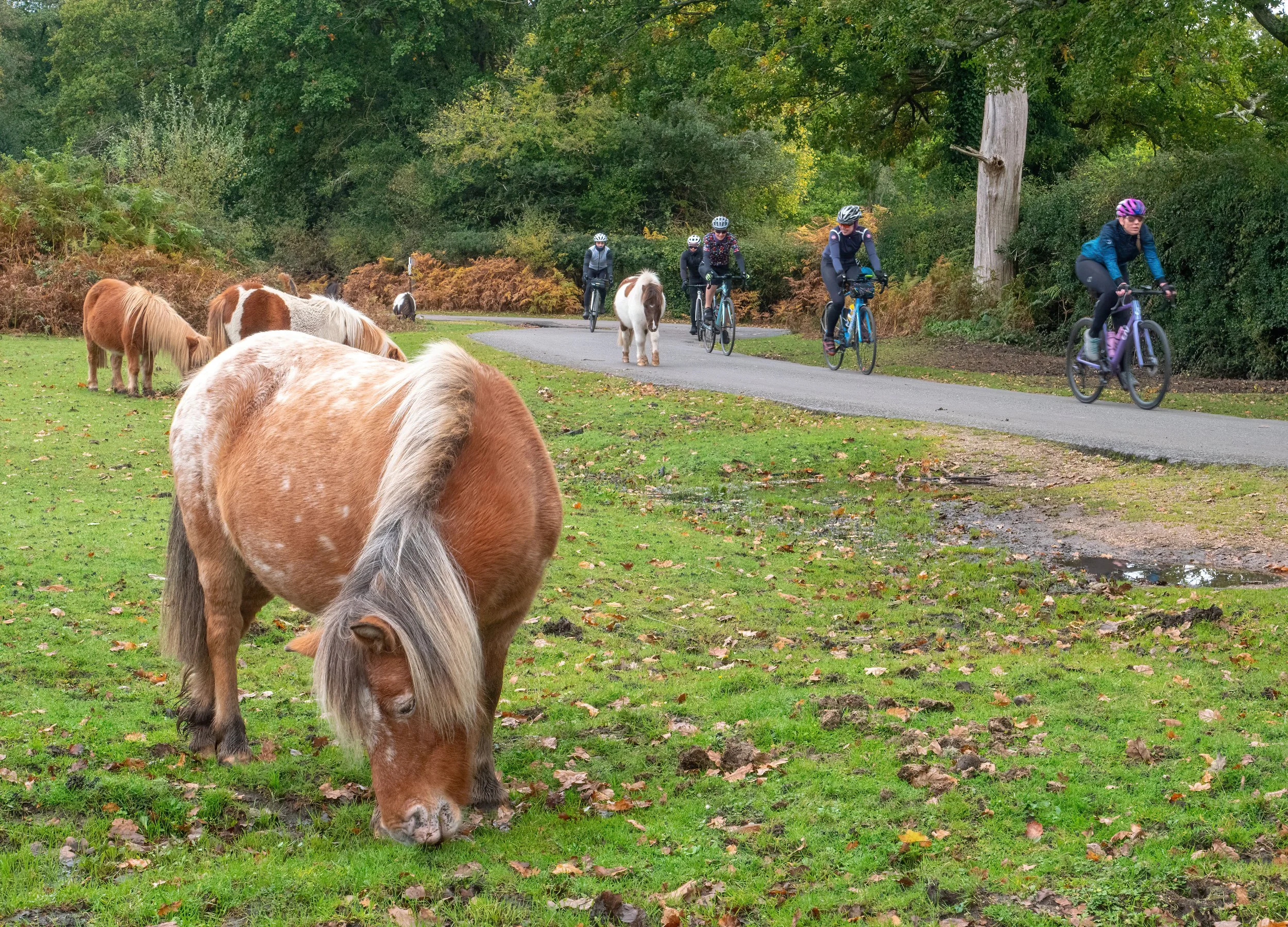 Several people riding bicycles on a paved path in a lush, green park with trees and shrubs, with a group of ponies grazing nearby in the grass.