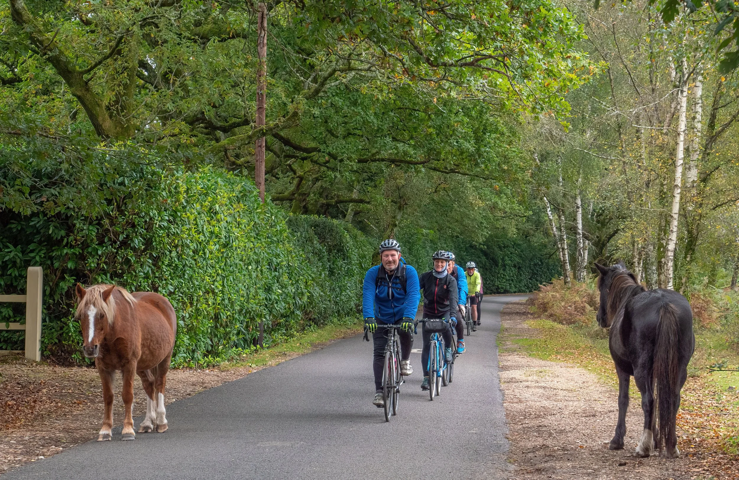 A group of four cyclists riding on a paved path through a lush, green, wooded area, with horses on either side of the path, and trees with green leaves overhead.