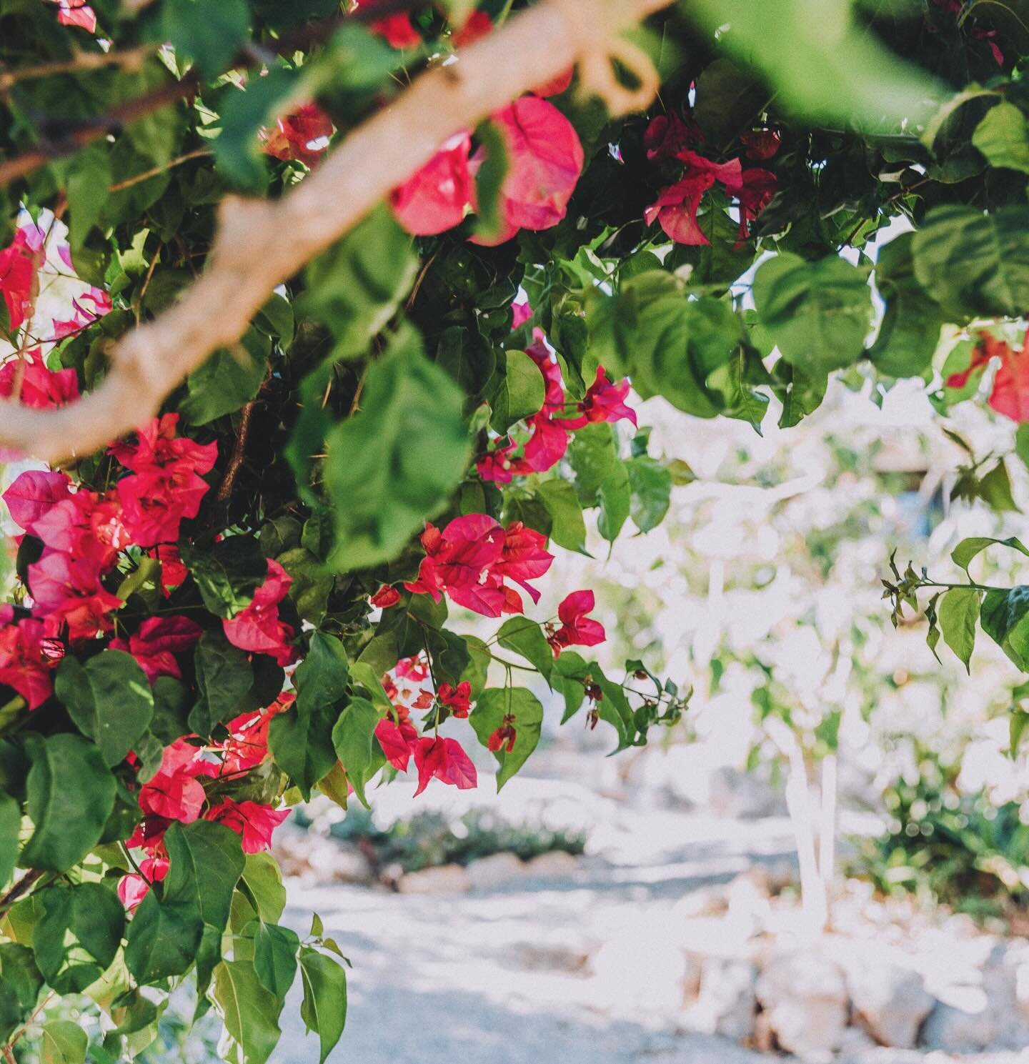 Happy flower moment with the pink bougainvillea in the garden of A Casa do Professor. 🌸🌸 

#acasadoprofessor #algarve #portugal #vakantiehuis #villa #holidayhouse #beach #sun #bougainville #oostalgarve #eastalgarve #hollidayresidence #interiordesig