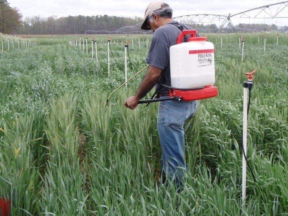 Rene Navarro applying Fusarium spores in scab nursery