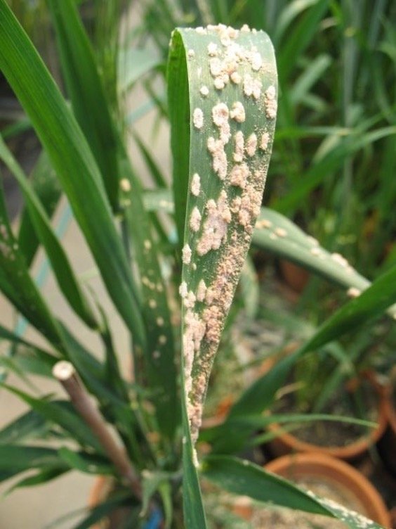Powdery mildew, NC