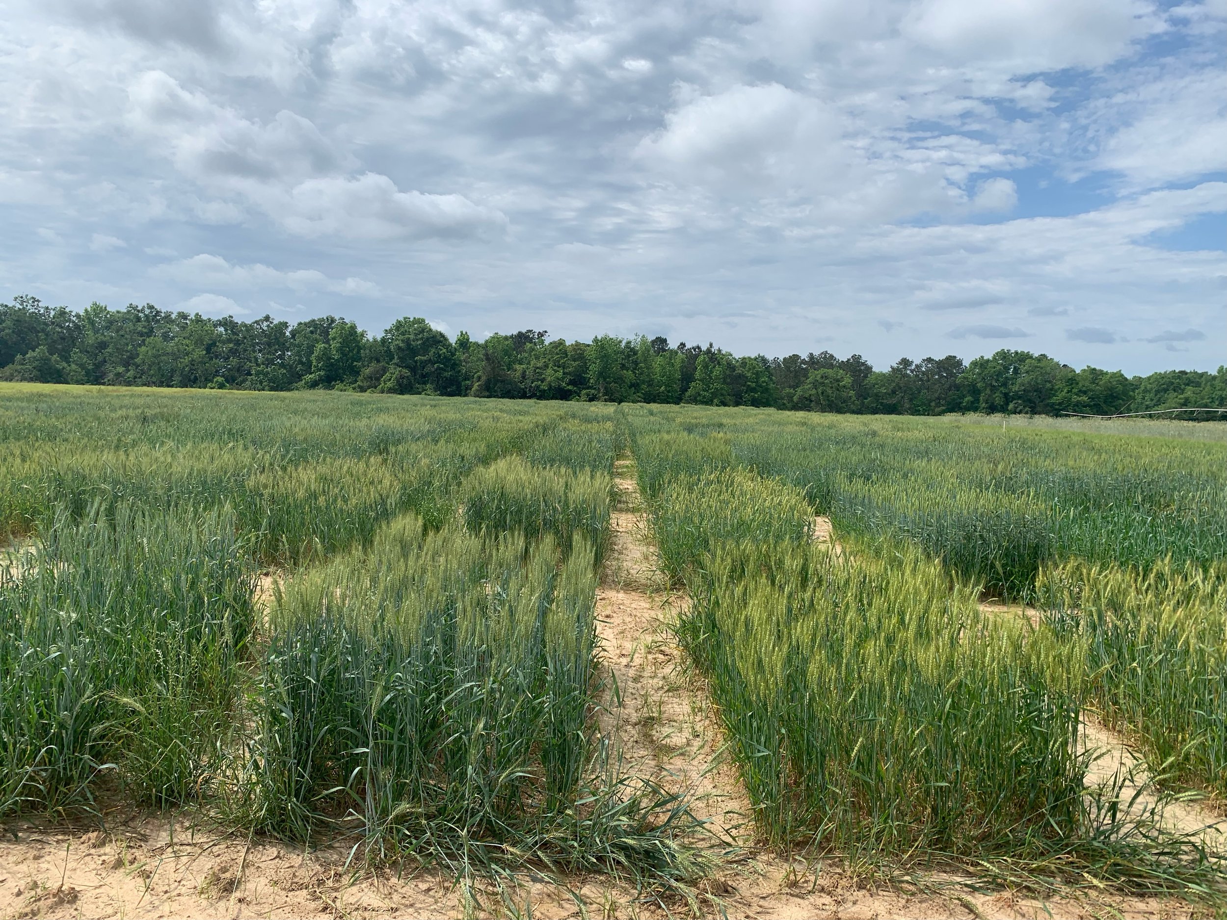 SunGrains trials 2024, Florida