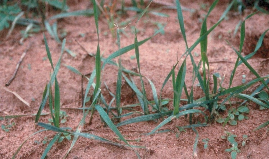Hessian fly symptoms, Kinston, NC