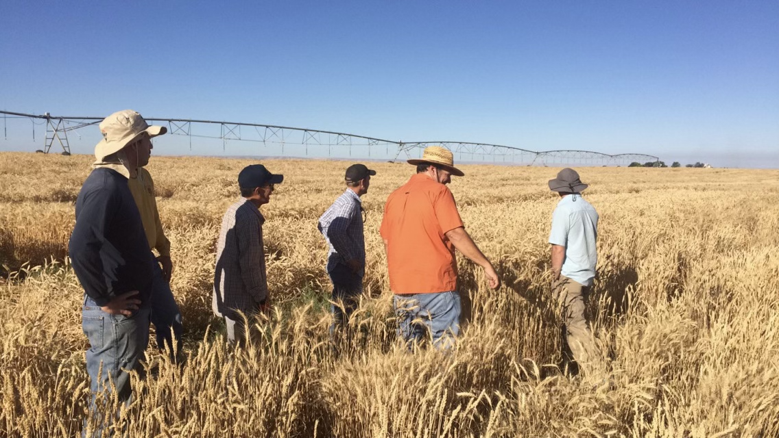 Harvesting doubled haploid increase, Walla Walla, WA