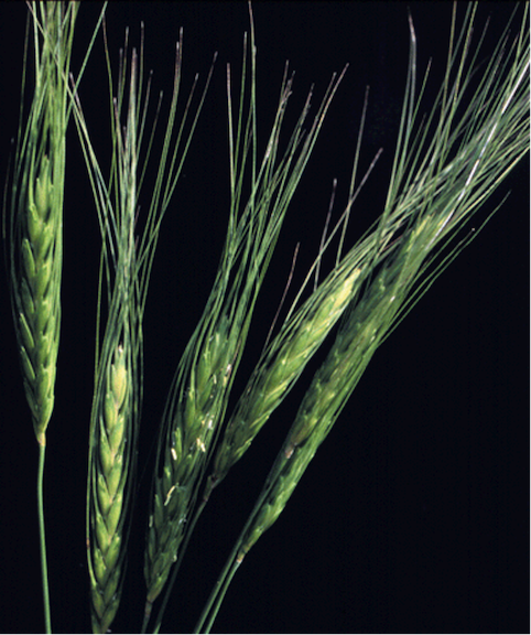 Triticum dicoccoides AABB