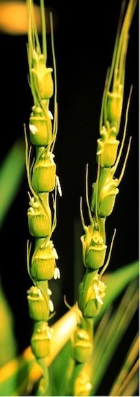 Aegilops tauschii DD
