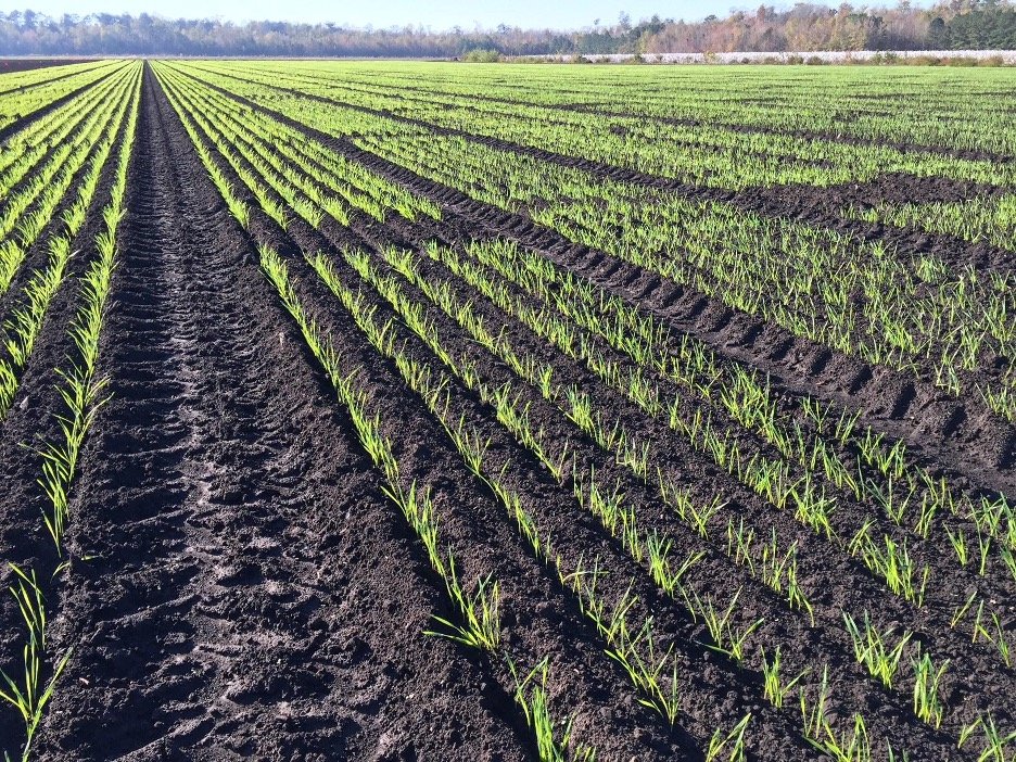 Crop emergence, Plymouth, NC