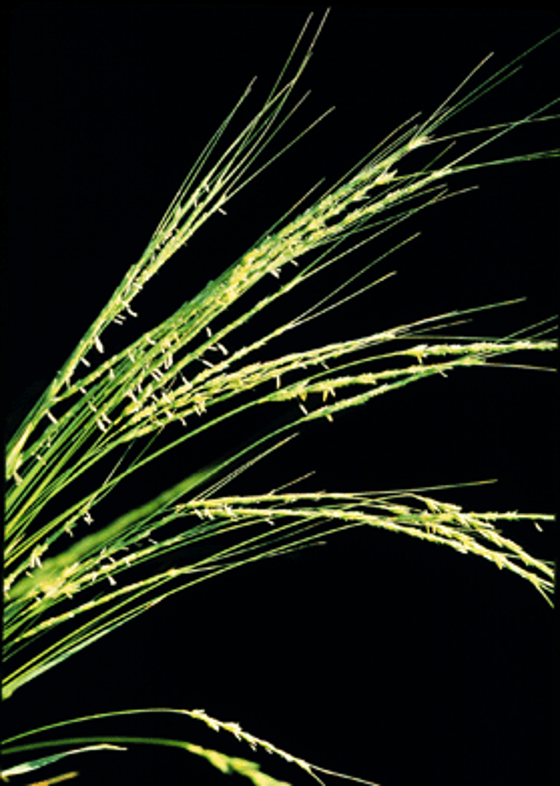Aegilops speltoides SS