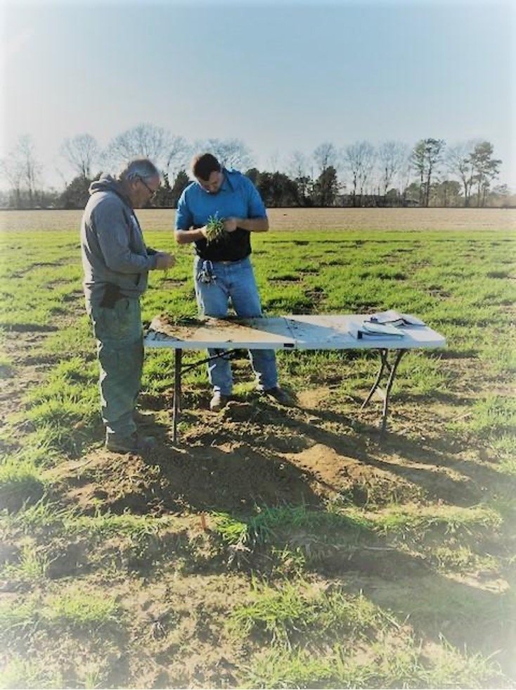 Paul and Justin counting Hessian fly pupae, Wilson County, NC