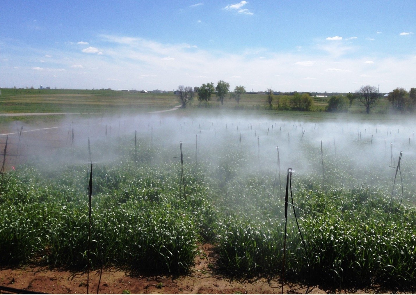 Scab nursery misting