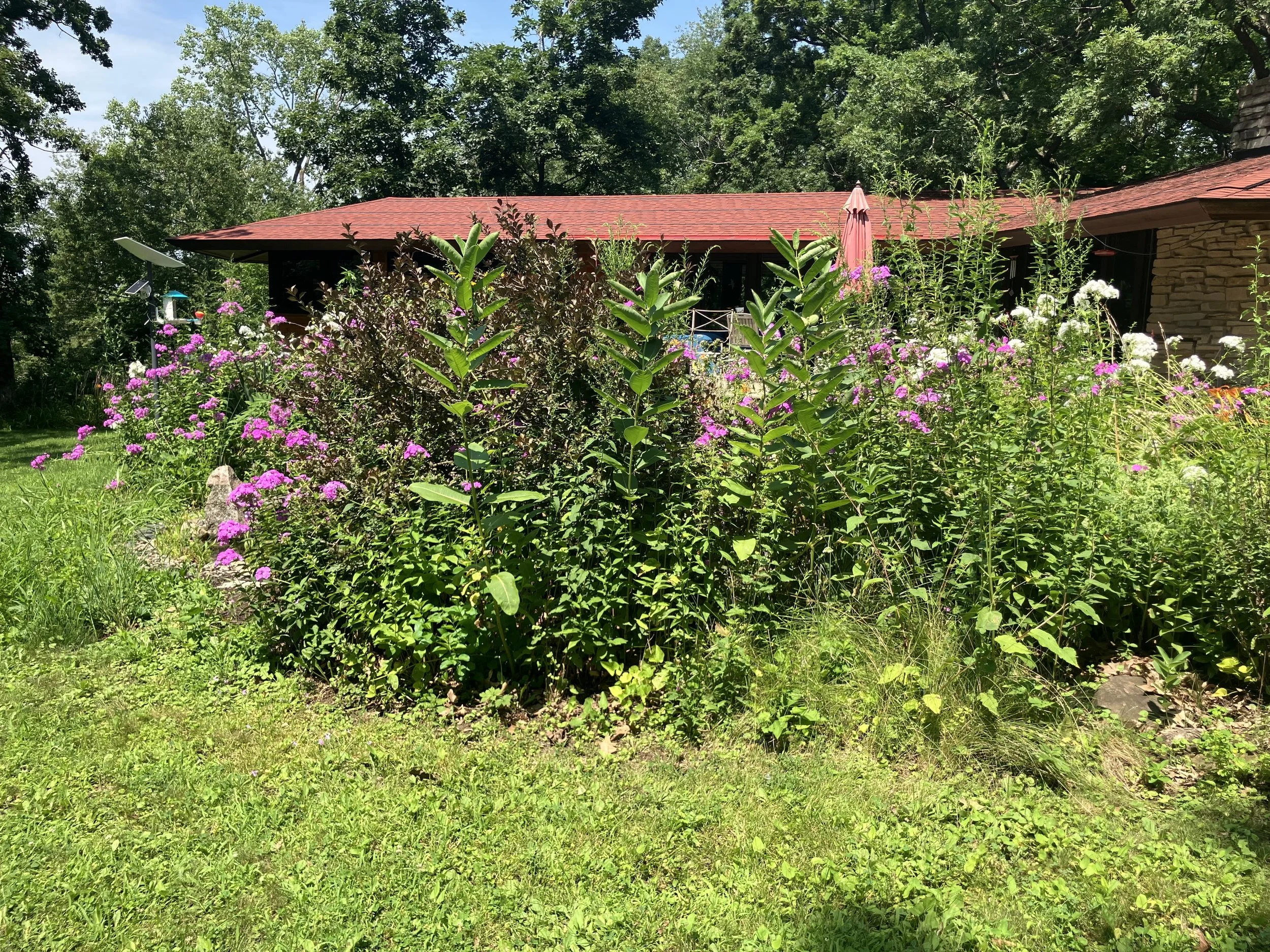 Before: Mobility challenges make it tedious to maintain a garden, but even more necessary to have a wonderful vista. PWJ came in to reduce the tallest wildflowers in order to have more colorful perennials in this bed.