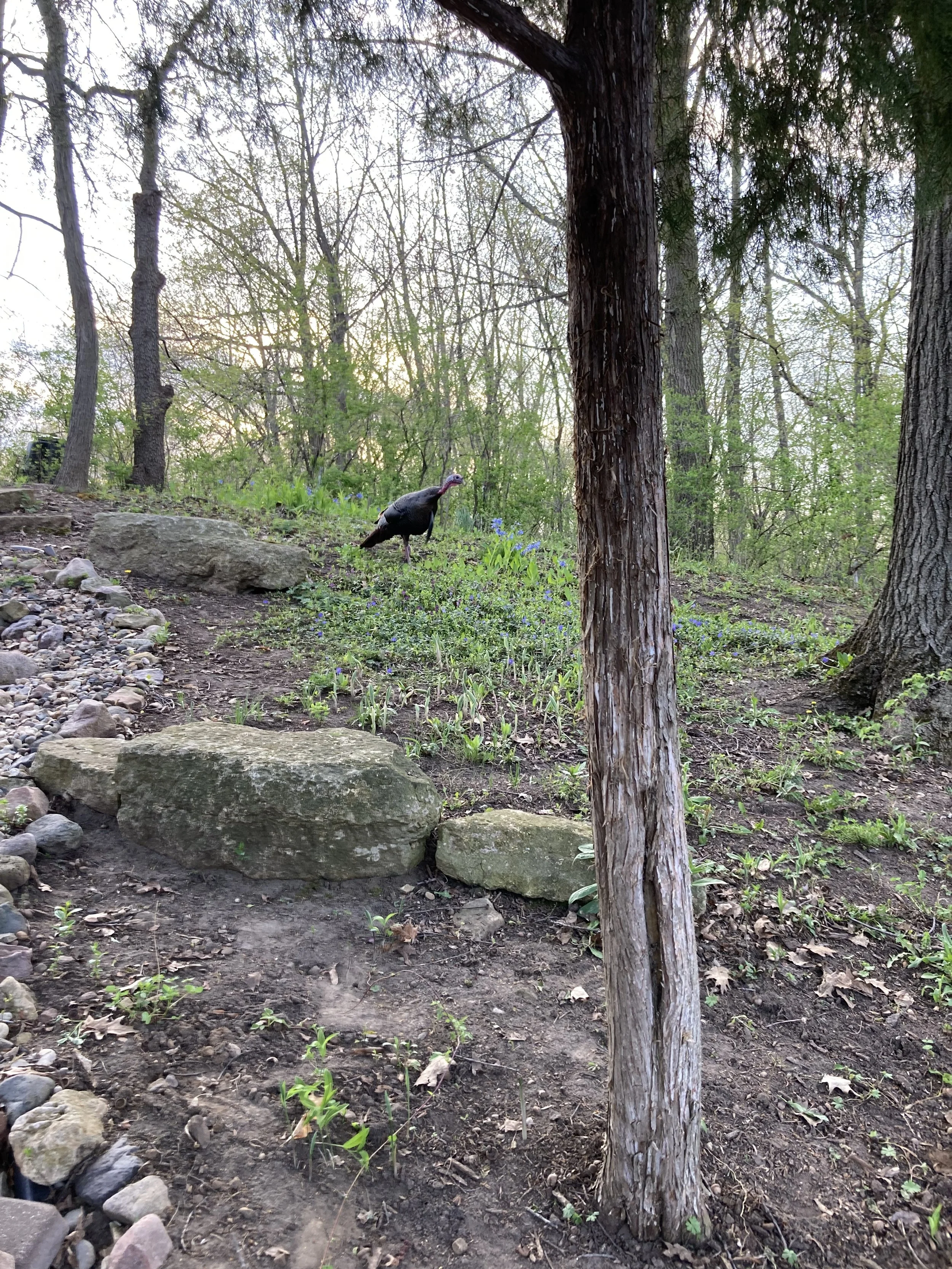 Working on the yard gives homeowners a chance to see their local wildlife. PWJ wants your yard to improve your lifestyle and health, rather than just add to chores!